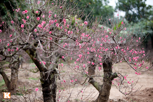 Đào Nhật Tân bắt đầu bung nở đón Tết Giáp Ngọ - 9
