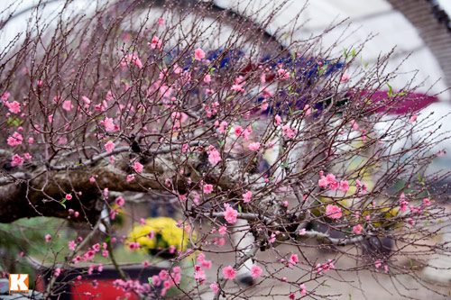 Đào Nhật Tân bắt đầu bung nở đón Tết Giáp Ngọ - 4