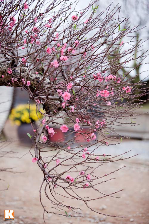 Đào Nhật Tân bắt đầu bung nở đón Tết Giáp Ngọ - 3