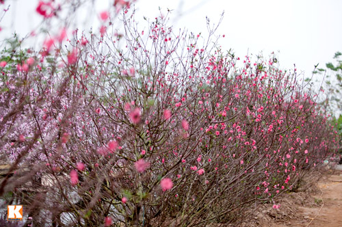 Đào Nhật Tân bắt đầu bung nở đón Tết Giáp Ngọ - 2