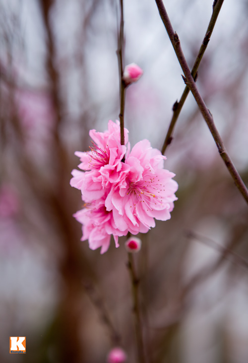 Đào Nhật Tân bắt đầu bung nở đón Tết Giáp Ngọ - 8