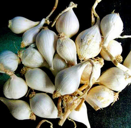 Tỏi một nhánh giá gần triệu đồng/kg cháy hàng - 1