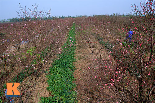 #039;Đào đại gia#039; hút khách dịp Tết - 6