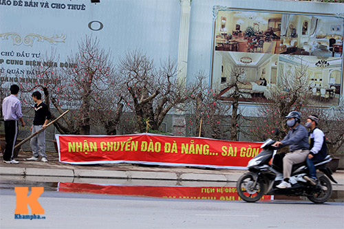 #039;Đào đại gia#039; hút khách dịp Tết - 4