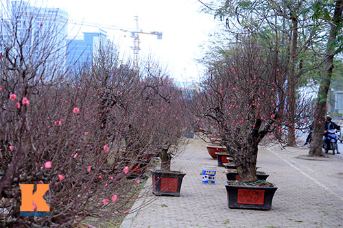 #039;Đào đại gia#039; hút khách dịp Tết - 1