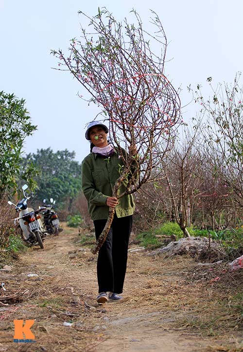 #039;Đào đại gia#039; hút khách dịp Tết - 8