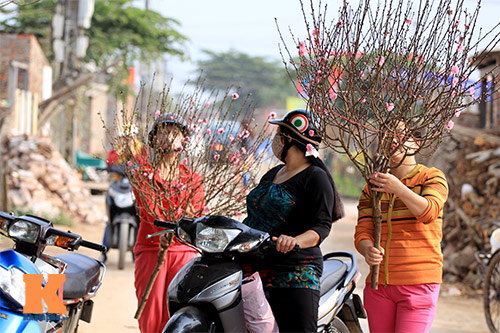 #039;Đào đại gia#039; hút khách dịp Tết - 13