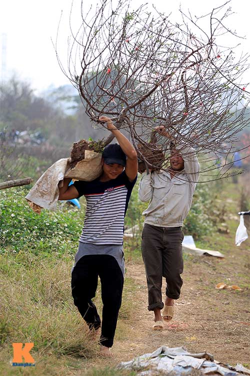 #039;Đào đại gia#039; hút khách dịp Tết - 9