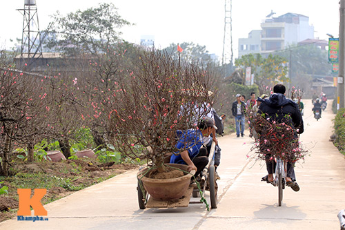 #039;Đào đại gia#039; hút khách dịp Tết - 10