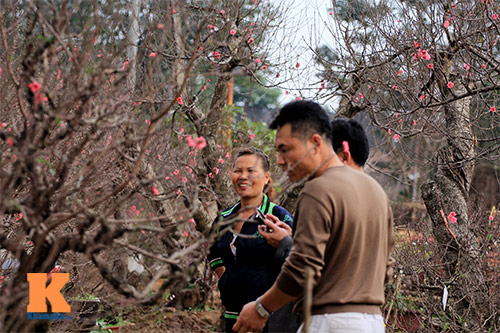 #039;Đào đại gia#039; hút khách dịp Tết - 5