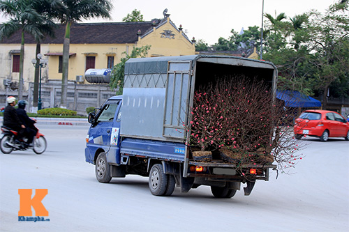 #039;Đào đại gia#039; hút khách dịp Tết - 2