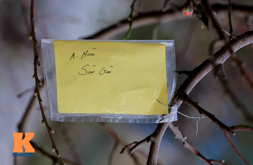 #039;Đào đại gia#039; hút khách dịp Tết - 3