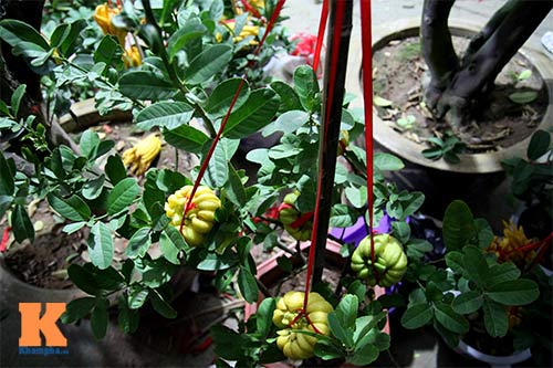 Cận cảnh cây phật thủ giá 15 triệu ở HN - 7