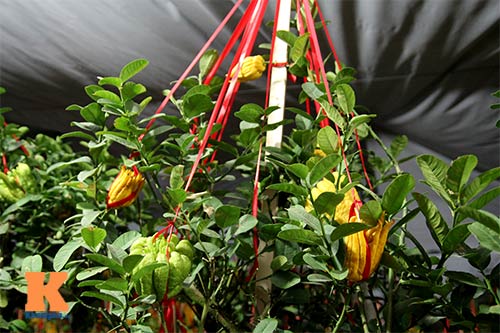 Cận cảnh cây phật thủ giá 15 triệu ở HN - 11