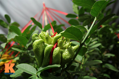 Cận cảnh cây phật thủ giá 15 triệu ở HN - 8