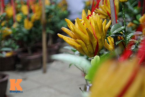 Cận cảnh cây phật thủ giá 15 triệu ở HN - 9