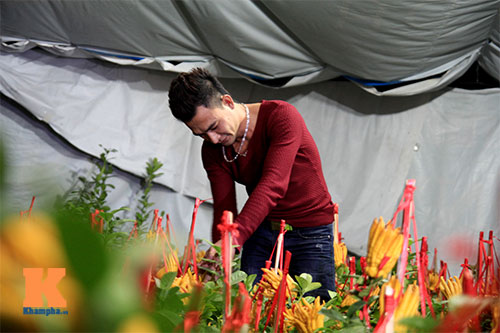 Cận cảnh cây phật thủ giá 15 triệu ở HN - 10