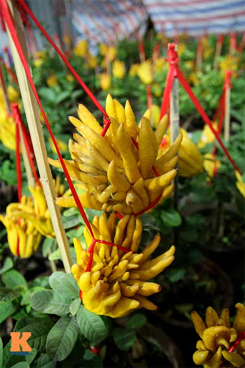 Cận cảnh cây phật thủ giá 15 triệu ở HN - 12