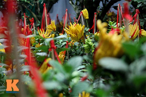 Cận cảnh cây phật thủ giá 15 triệu ở HN - 4