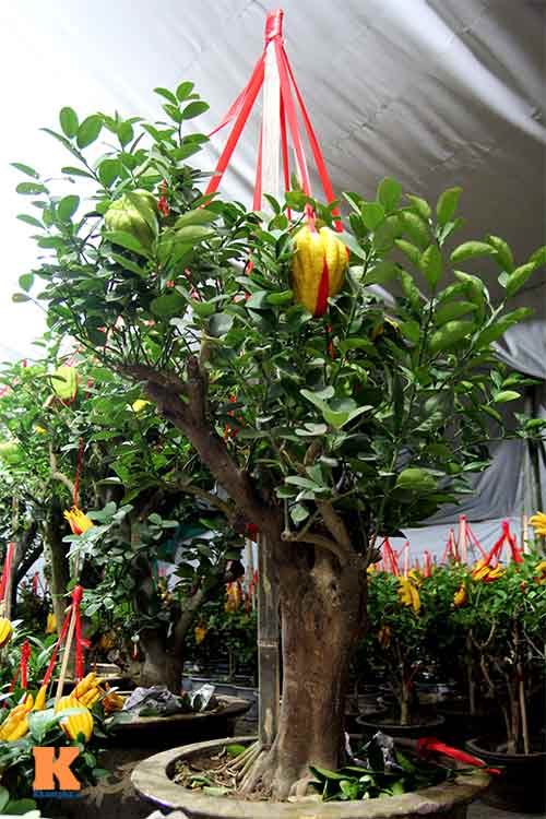 Cận cảnh cây phật thủ giá 15 triệu ở HN - 2