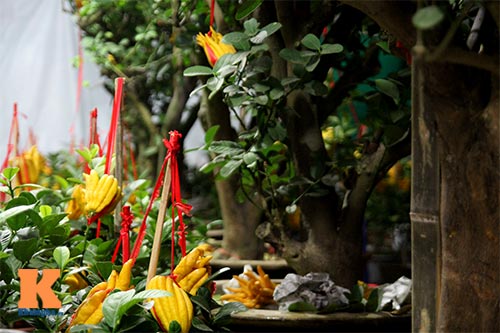 Cận cảnh cây phật thủ giá 15 triệu ở HN - 6