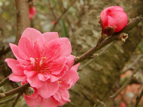 Năm Ngọ, đào Nhật Tân dáng cổ quot;lên ngôiquot; - 11