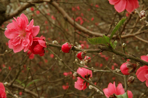 Năm Ngọ, đào Nhật Tân dáng cổ quot;lên ngôiquot; - 12