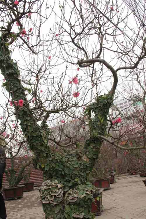 Năm Ngọ, đào Nhật Tân dáng cổ quot;lên ngôiquot; - 2