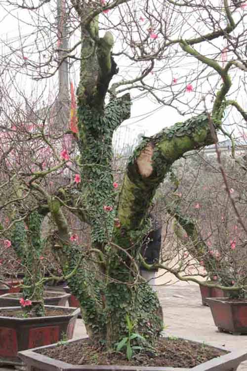 Năm Ngọ, đào Nhật Tân dáng cổ quot;lên ngôiquot; - 3