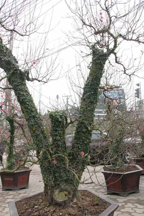 Năm Ngọ, đào Nhật Tân dáng cổ quot;lên ngôiquot; - 4