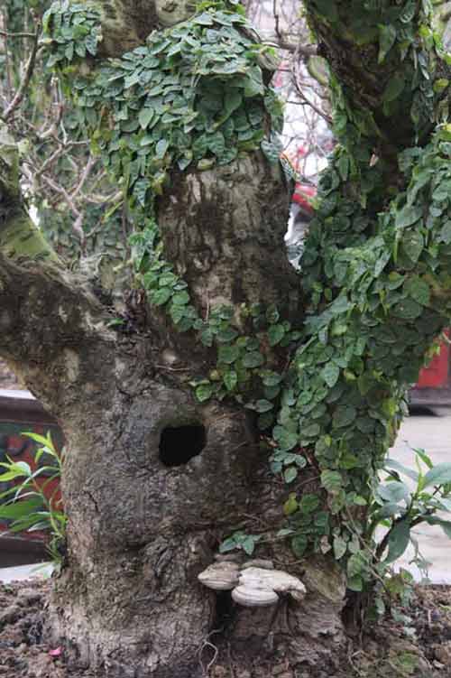 Năm Ngọ, đào Nhật Tân dáng cổ quot;lên ngôiquot; - 5