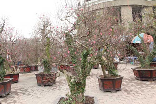 Năm Ngọ, đào Nhật Tân dáng cổ quot;lên ngôiquot; - 6