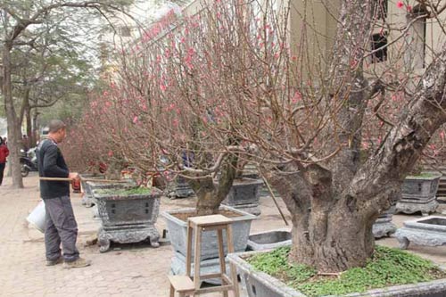 Năm Ngọ, đào Nhật Tân dáng cổ quot;lên ngôiquot; - 7