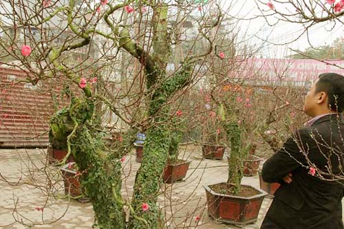 Năm Ngọ, đào Nhật Tân dáng cổ quot;lên ngôiquot; - 9