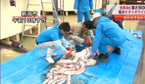 Video: Ngắm mực ống khổng lồ ở Nhật - 1