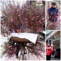 Tin tức - Đào Nhật Tân rực rỡ xuống phố đón Tết sớm