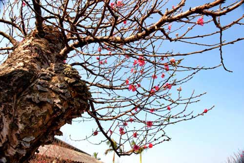 Những gốc đào cho thuê giá 50 triệu tại Hà Nội - 10