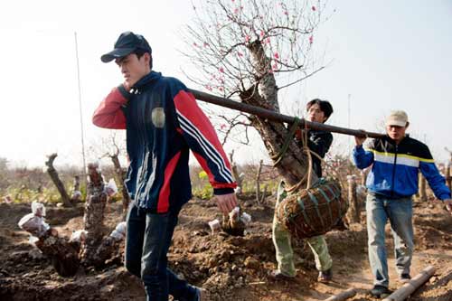 Những gốc đào cho thuê giá 50 triệu tại Hà Nội - 11