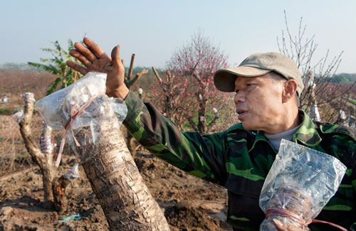 Những gốc đào cho thuê giá 50 triệu tại Hà Nội - 2