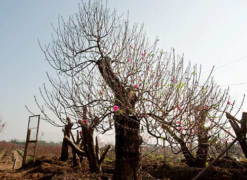 Những gốc đào cho thuê giá 50 triệu tại Hà Nội - 3