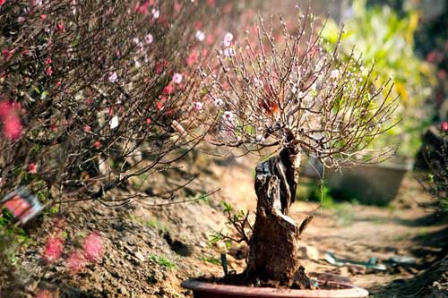 Những gốc đào cho thuê giá 50 triệu tại Hà Nội - 5