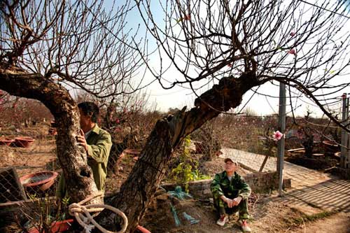 Những gốc đào cho thuê giá 50 triệu tại Hà Nội - 6