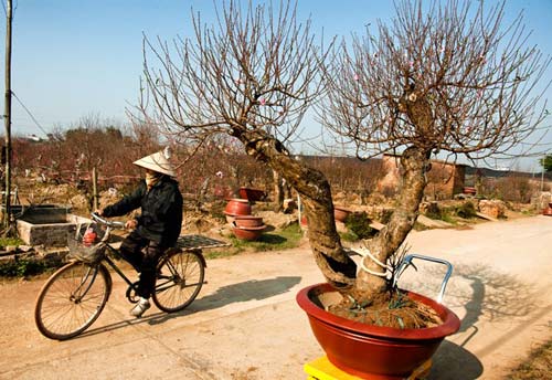 Những gốc đào cho thuê giá 50 triệu tại Hà Nội - 7