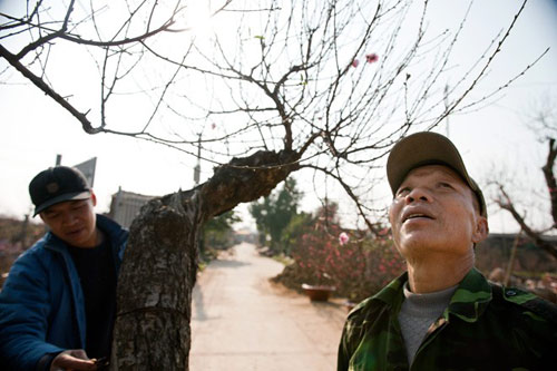 Những gốc đào cho thuê giá 50 triệu tại Hà Nội - 8