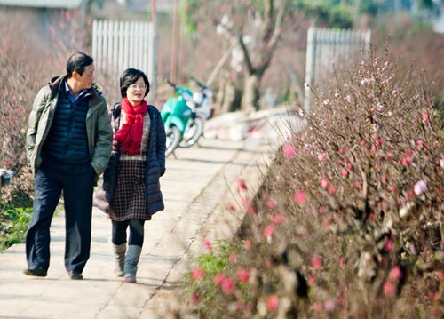 Những gốc đào cho thuê giá 50 triệu tại Hà Nội - 9