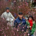 Tin tức - Tết Nguyên Đán 2014: Miền Bắc không quá rét