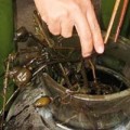 Mua sắm - Giá cả - Rầm rộ lùng “hàng tăng lực” biếu Tết