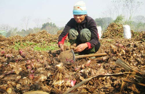 Miến chuộng bột Tàu, dân trồng dong mất Tết - 1