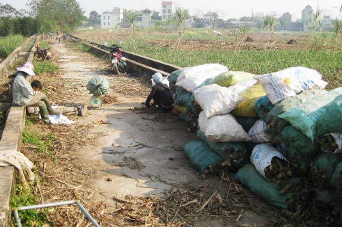 Miến chuộng bột Tàu, dân trồng dong mất Tết - 5