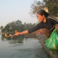 Tin tức - HN: Thả cá chép sớm vì sợ ông Táo… "tắc đường"